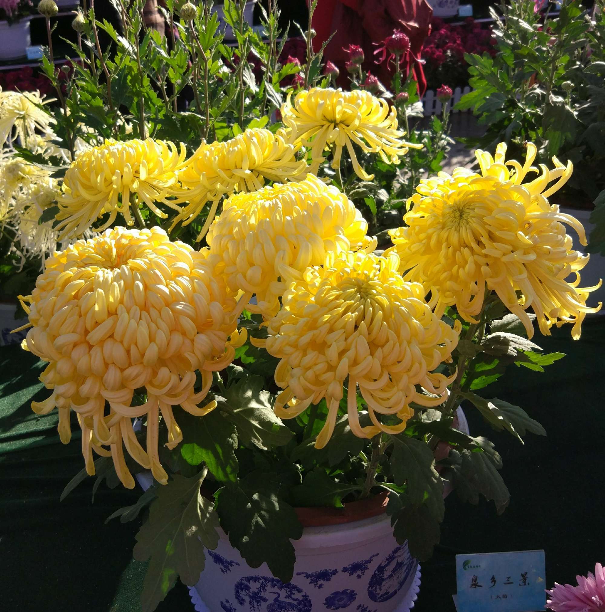 2024深圳菊花展 東籬采菊，悠然見南山