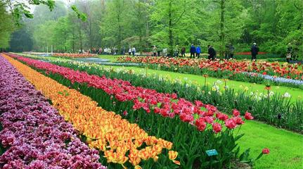 深圳花卉天堂 荷蘭花卉小鎮