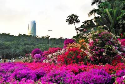 深圳蓮花山公園第19屆市花展 簕杜鵑綻放，美翻鵬城