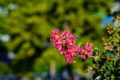 紫薇花 絢爛多姿，點綴七月的鵬城