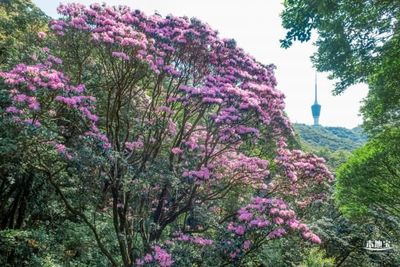 深圳梧桐山 毛棉杜鵑花海，春日里的粉紅詩篇