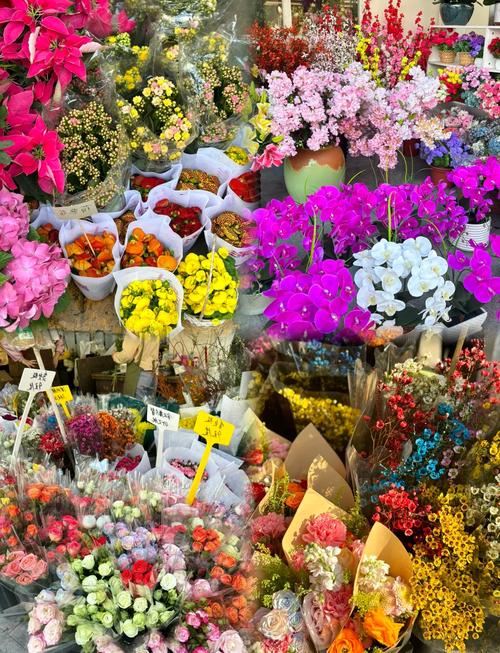 深圳前海公園·荷蘭花卉小鎮(zhèn) 都市綠洲與歐陸風(fēng)情的浪漫邂逅