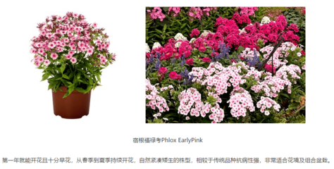 深圳街頭的花壇藝術 從城市綠意到人文意蘊的升華