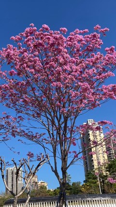 鵬城花語 深圳路邊花卉的文化與美學