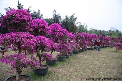 簕杜鵑 深圳的市花與城市精神的象征